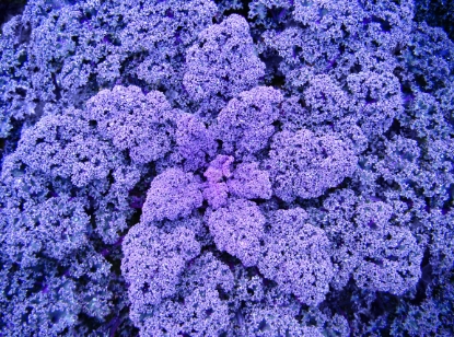 Picture of Organic Borecole (Kale) Red Bor F1
